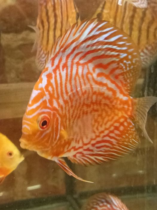 MISIEKZOO  Dyskowce - paletki różne odmiany barwne i wielkości !!!