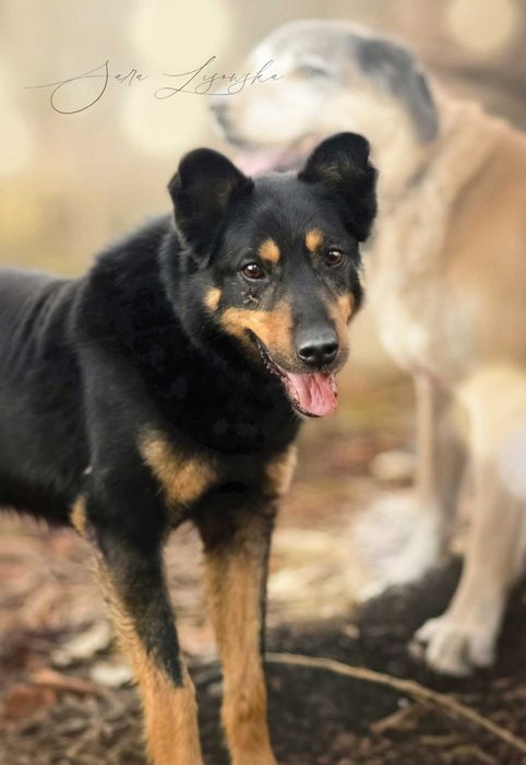 Maczo- prawie 8 lat w schronisku