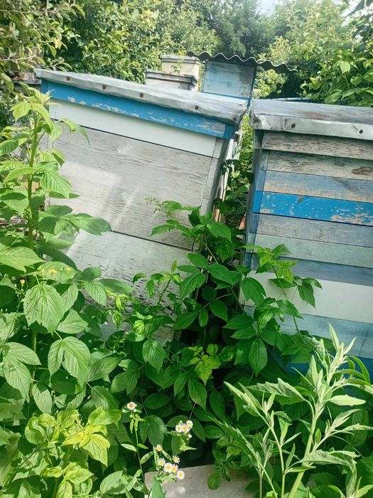 Продам вулики с.Обухів Вінниця