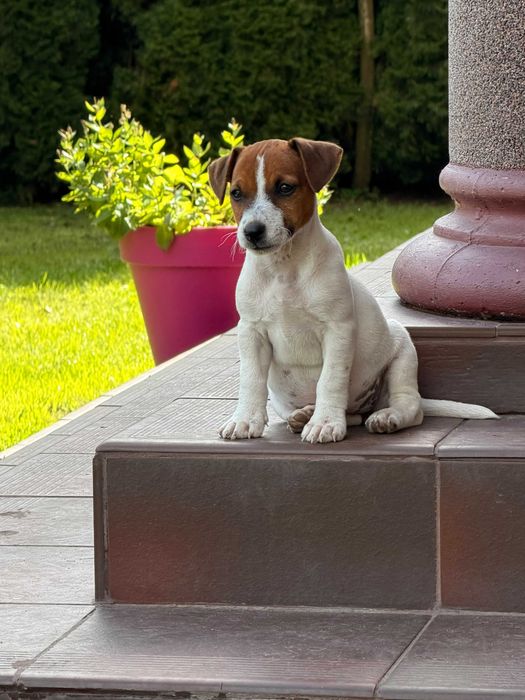 jack russell terrier