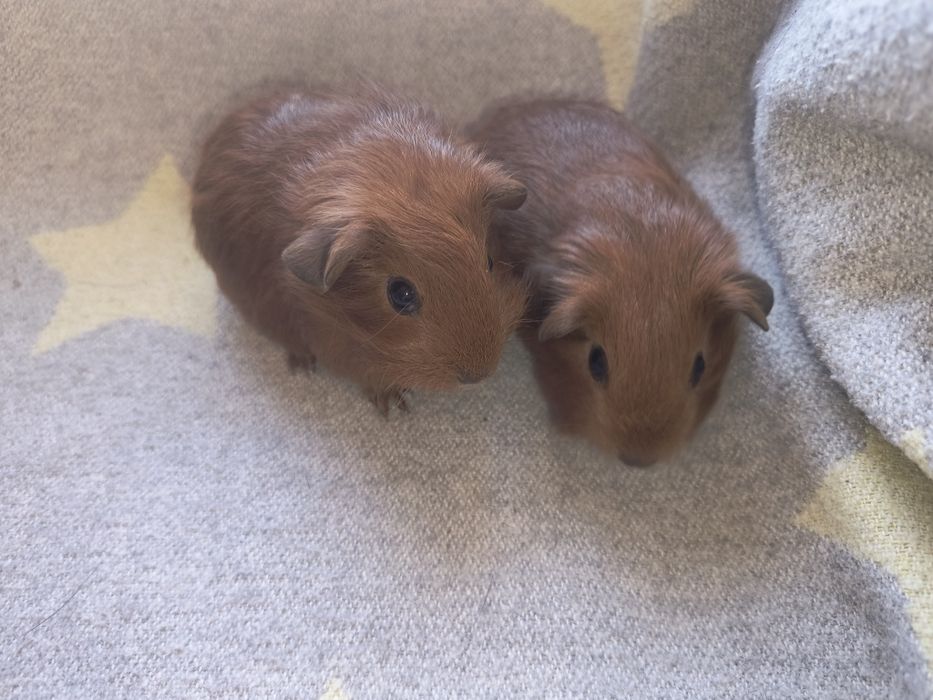 Каліфорнія. Хлопці. Морські свинки