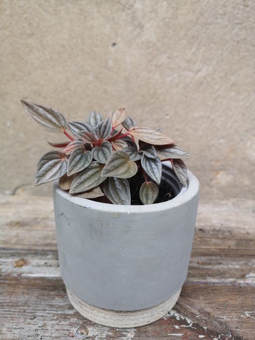 Peperomia w osłonkach