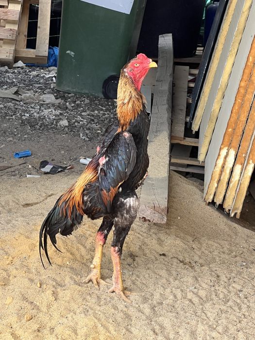 Galinhas, Galo e pintainhos Shamo