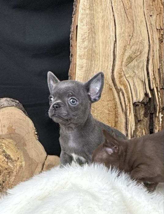 Sprzedam Pieska Chihuahua