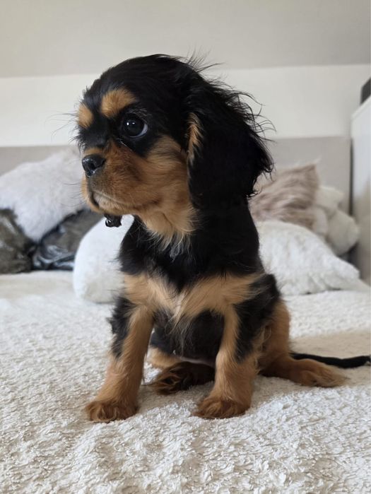 Cavalier King Charles Spaniel - piesek