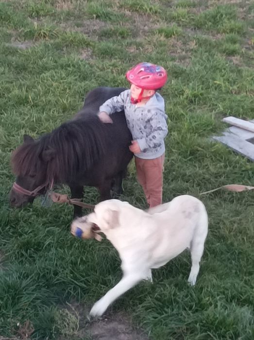 Sprzedam kucyka przyjazny dla dzieci