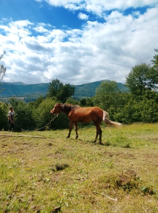Продам кобилу 1.6 місяців