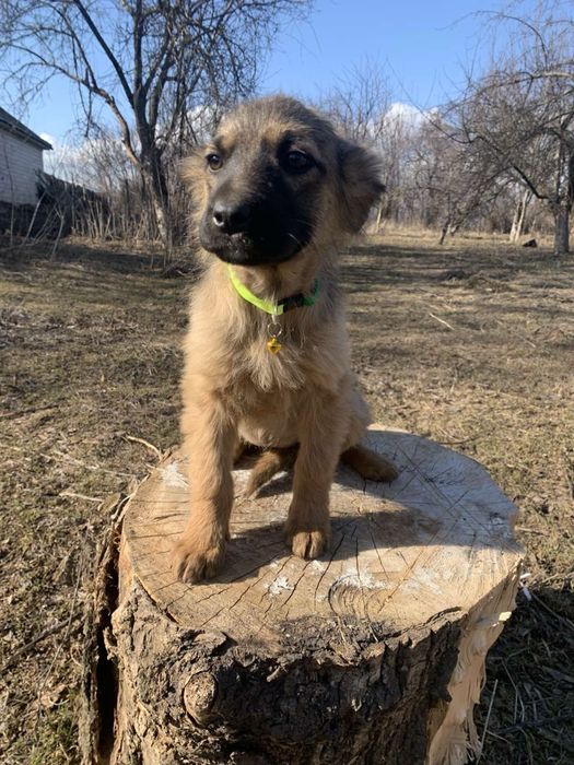 Цуценята привиті