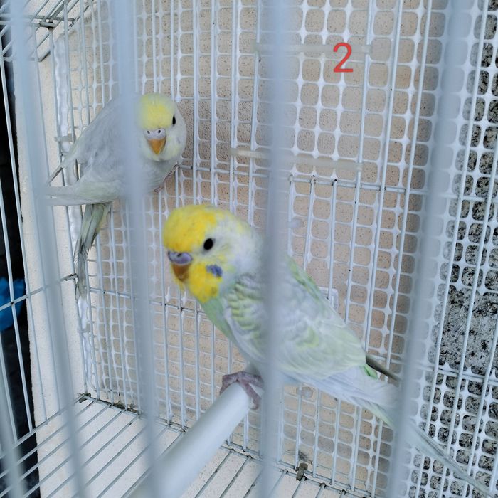 Piriquitos assas claras