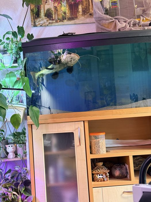 Сом в великий акваріум