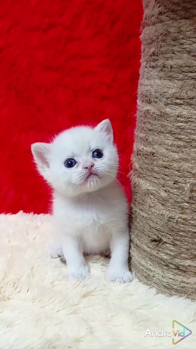 Найніжніший котик з блакитними очима. Золота шиншила поинт