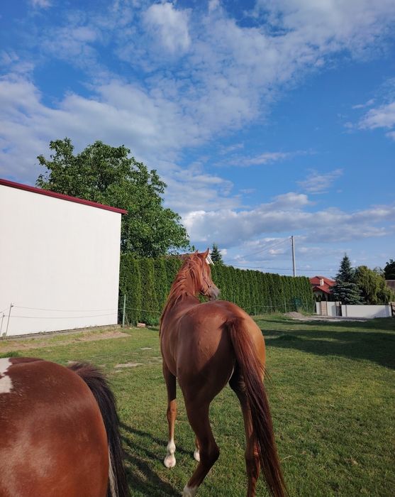 Klacz czystej krwi arabskiej