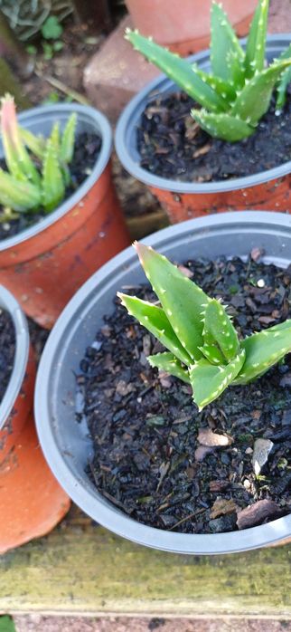 Planta Suculenta em Vaso