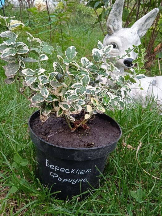 Бересклет Форчуна ясколка почвопокровна