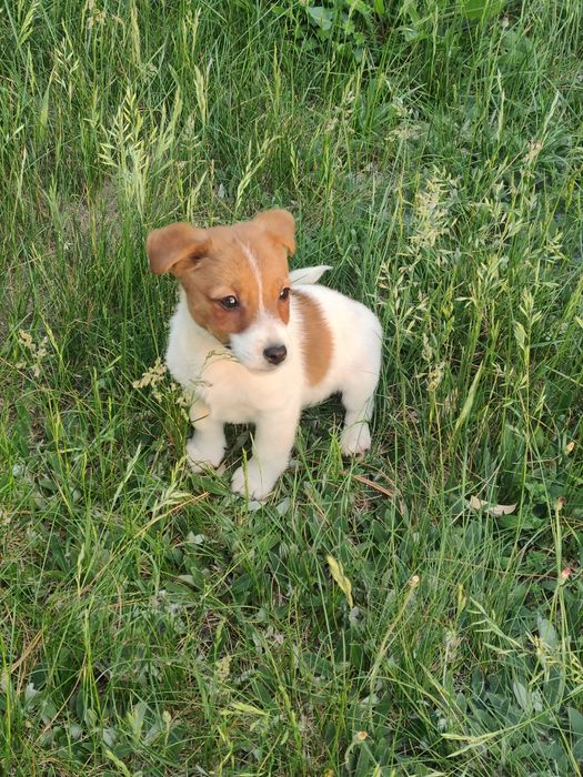 Jack Russell Terrier