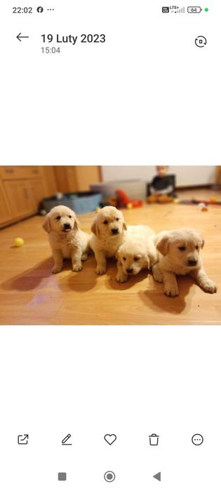 Golden Retriever Związek Hodowców Psów śliczna suczka