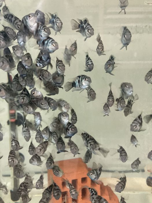 Даніо Скалярія Гурамі Цихліда Барбус Гупі Мечоносець акваріумні рибки