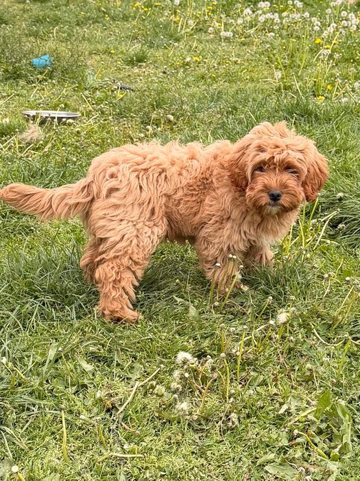 Śliczna sunia cavapoo