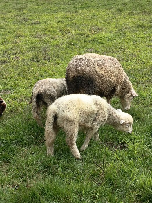 Ovelhas de boa qualidade