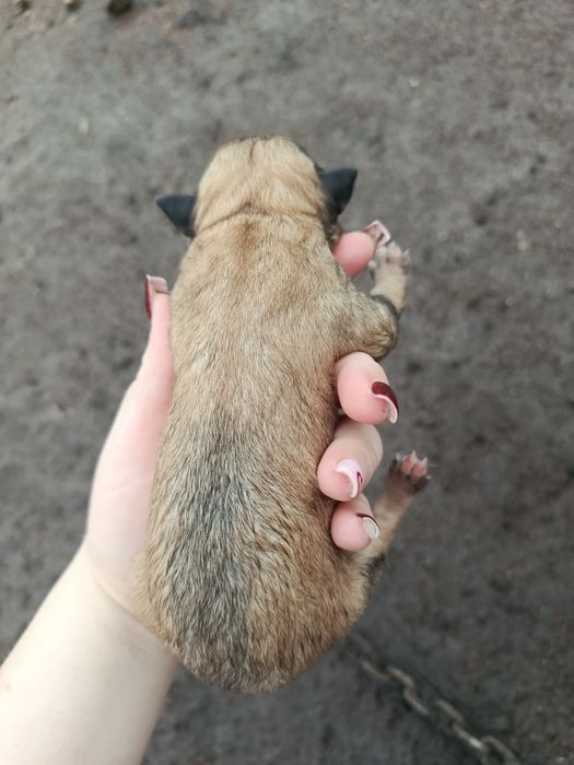 Щенки бесплатно в добрые руки