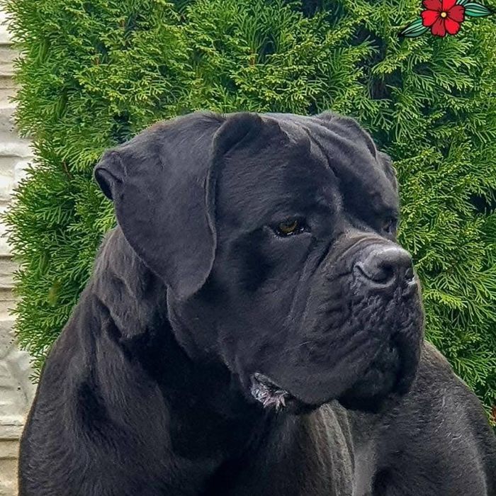 Цуценята від Интерчемпина