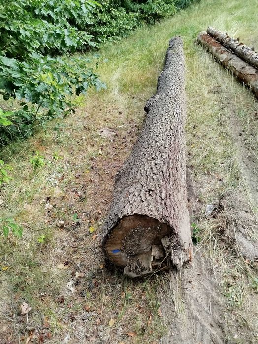 Olcha kloce kłoda drewno