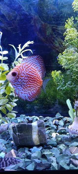 Discus Pigeon Blood