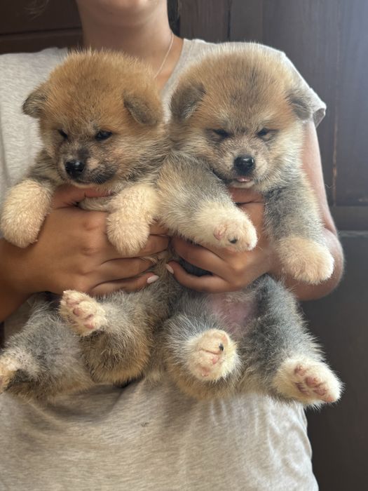 Akita Inu Japonês - Linha Argentina e Russa