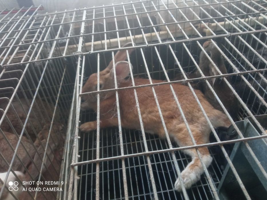 Coelhos criados com verduras e cereais