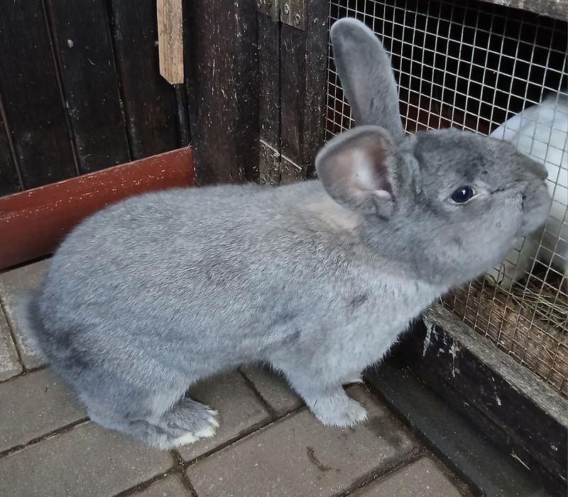 Królik hodowlany Samiec