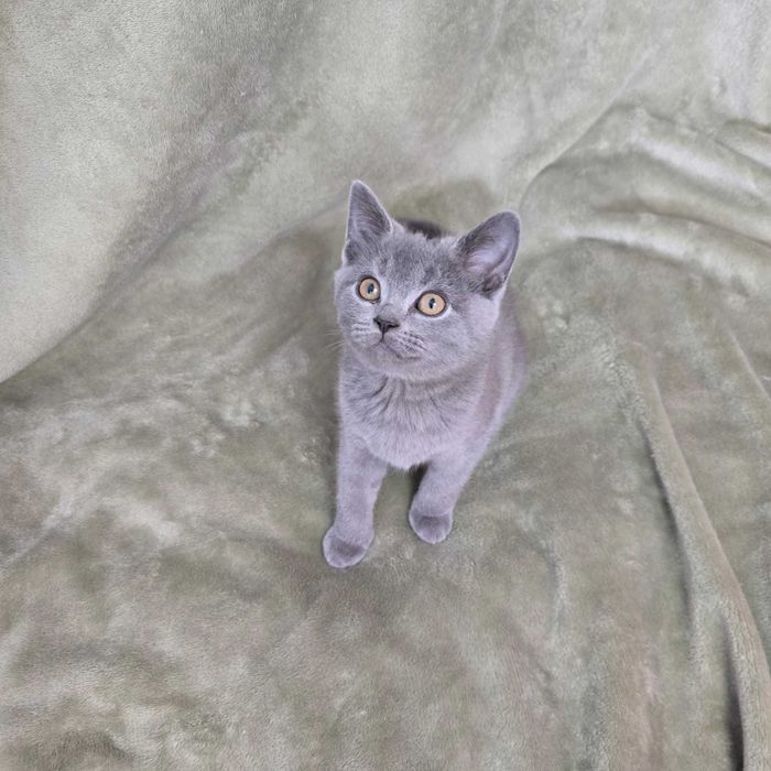 Wyjątkowe Kocięta Brytyjskie z Hodowli London Whiskers