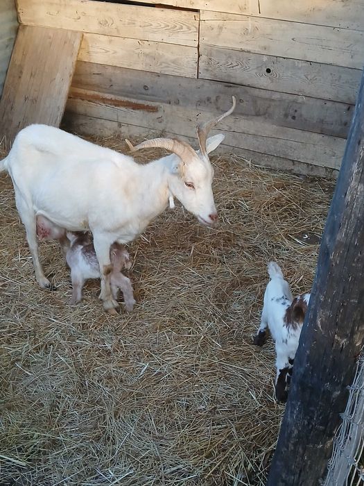 Saanen de excelente qualidade leiteira com duas chibas
