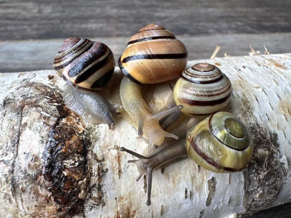 Cepaea nemoralis (лесная цепея, или лесная улитка) — это вид наземных брюхоногих моллюсков из семейства настоящих улиток (Helicidae)