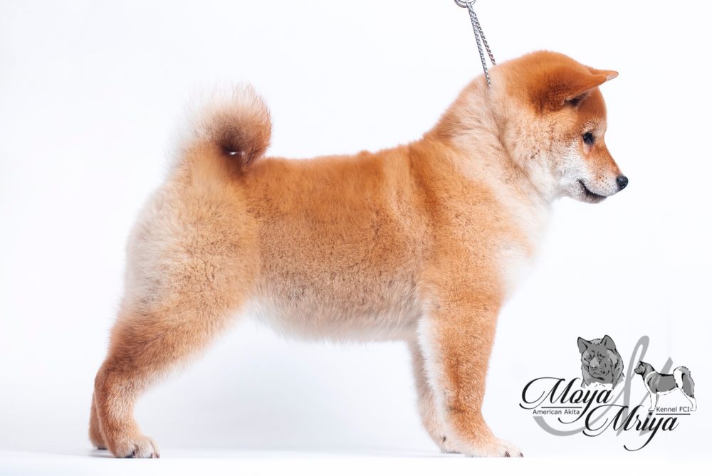 Шиба іну / шиба ину/сіба/ shiba