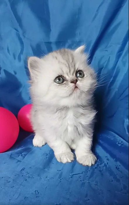 Персидский котёнок серый пепельный серебристый белый шиншилла