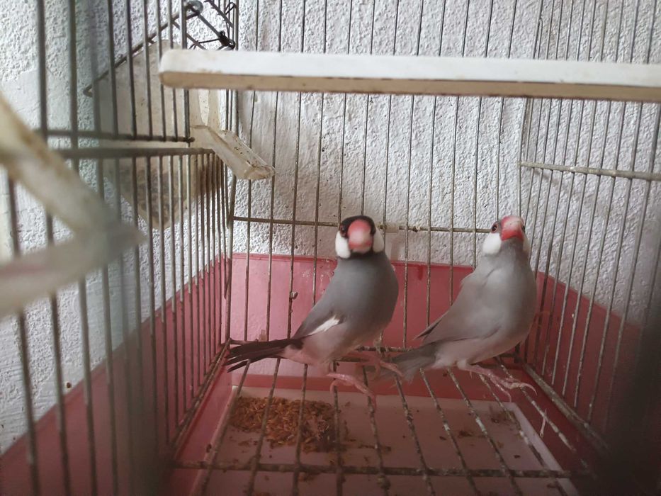 Vendo casal de pardais de java cinza