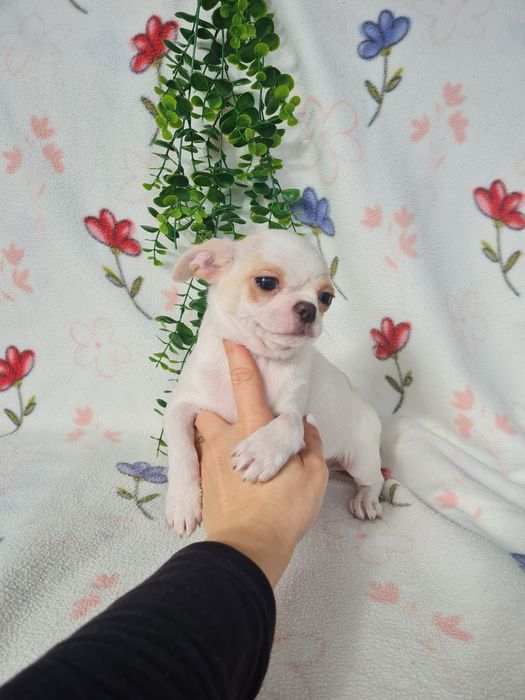 Estupendo menino mini Chihuahua Linhagem Russa de Qualidade