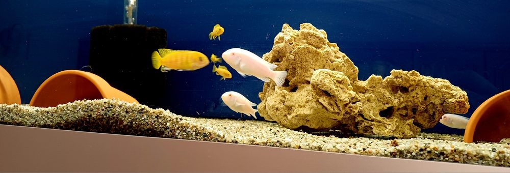 Ryby , rybki , pyszczak , pyszczaki Malawi