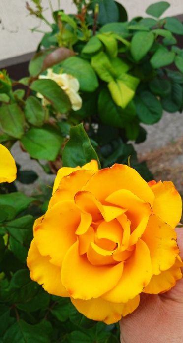 Саджанці троянд .