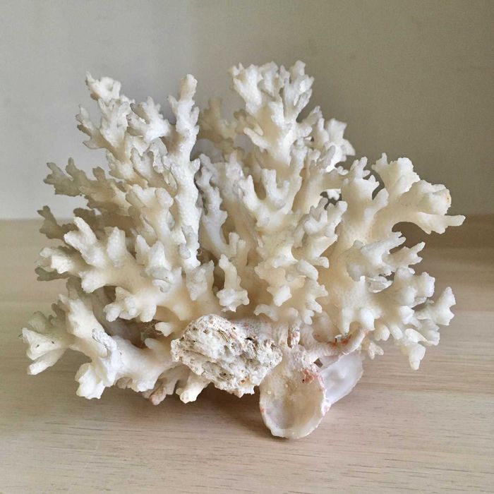 Coral branco de decoração