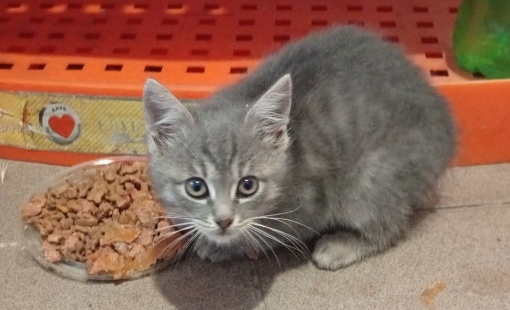 Кошенята хлопчики