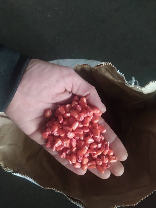 Насіння кукурудзи «Хотин» (ФАО 280)