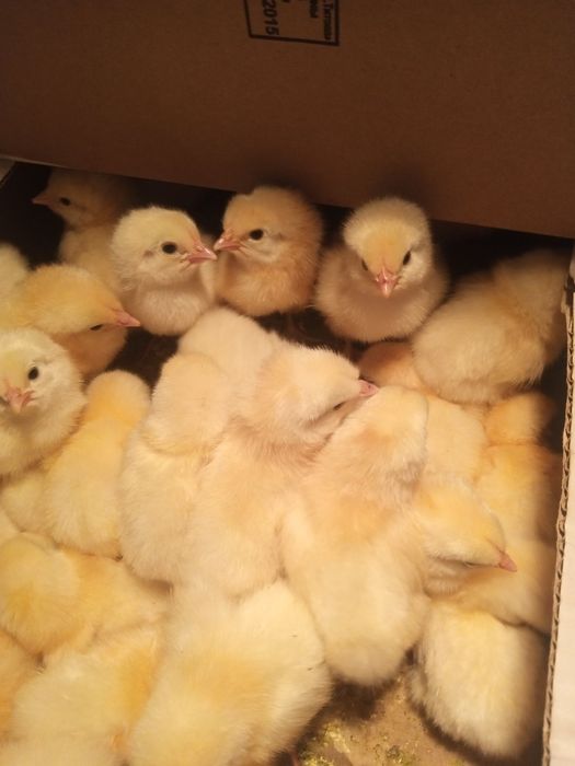 Яйця Бройлер Кобб500