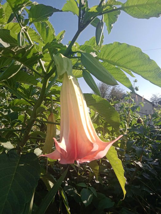 Бругмансія продам