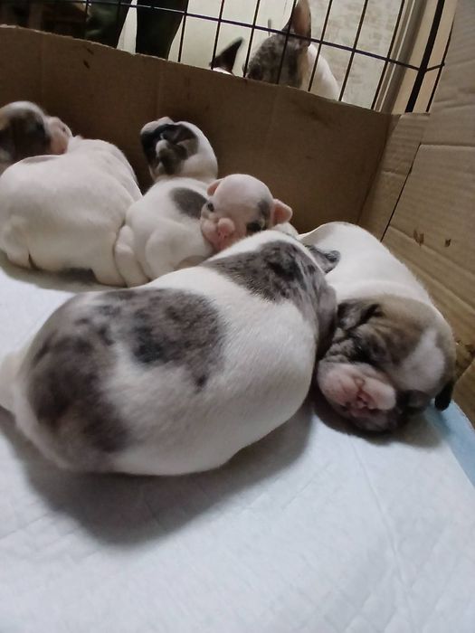 Щенята Французького бульдога