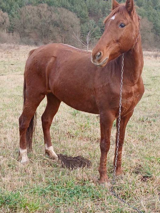 Продається кобила