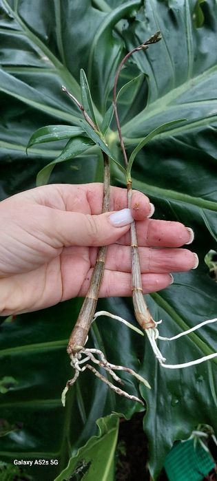 Vendo 2 keikis  orquídea Dendrobium kingianum