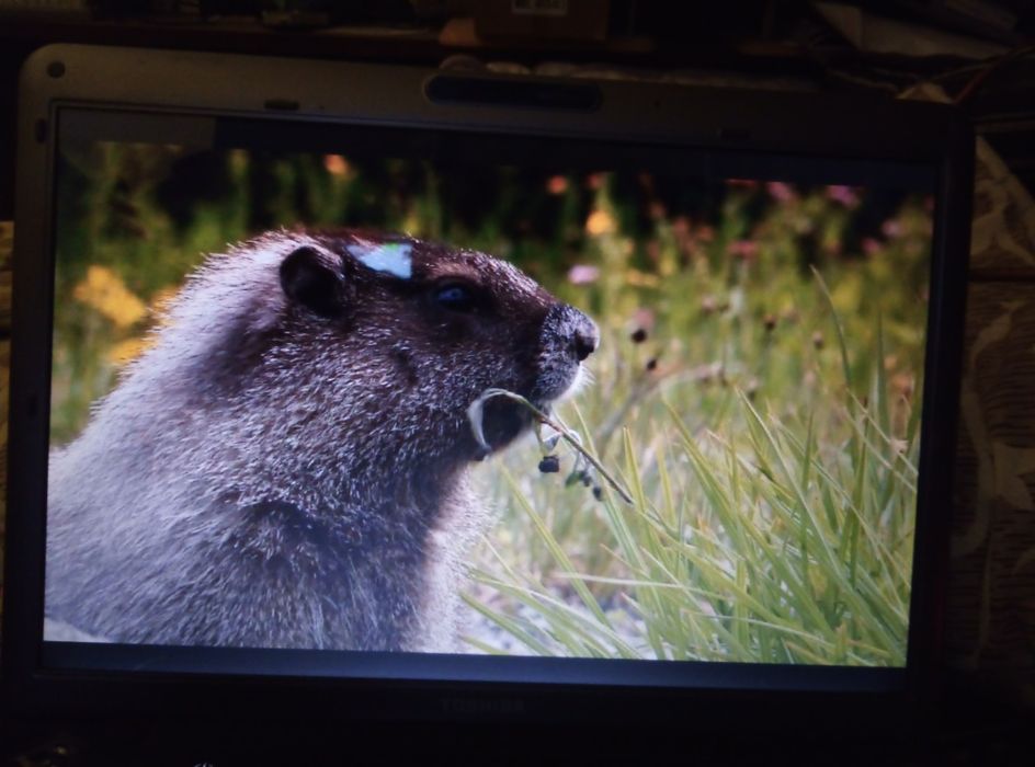 Срочно на Усилитель Pioneer = ноутбук
Windows 11pro 
Ssd 16/3Gb 
USB