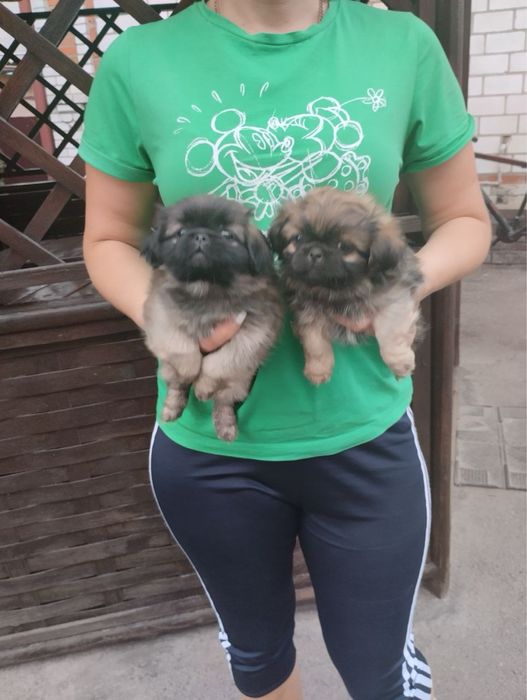 Продам цуценят Пекінесиків