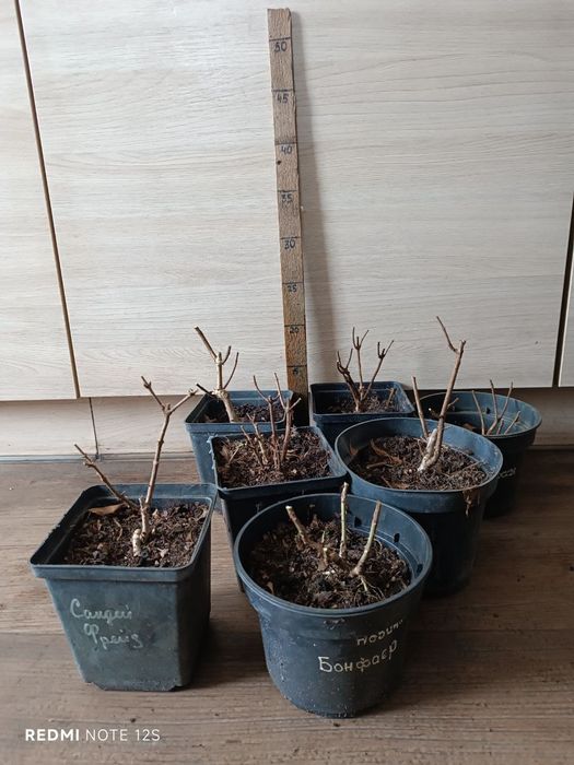 Гортензия метельчатая Цветущая С1. Ванила, Мельба, Медведь